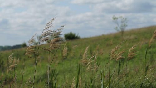 Grasses Waving in Green Field on Windy Day