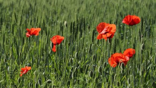 Poppies Sway in Wheat Field on Breezy Day