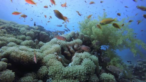 Reef Coral Scene