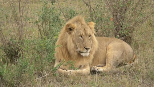 Lion lying down on the plains