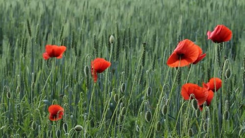 Poppies Swaying in a Field of Green Wheat