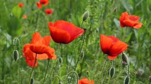 Red Poppies Swaying Gently in a Meadow