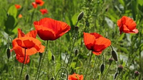 Red Poppies in a Green Field