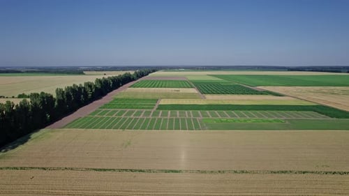 Flying Over a Field of Wheat