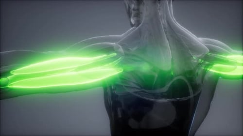 3D Human Arm Muscles Contracting and Relaxing Animation