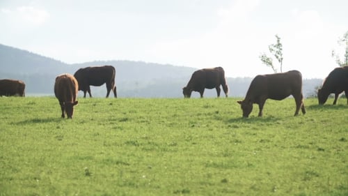 Cows Grazing In a Valley In New Zealand