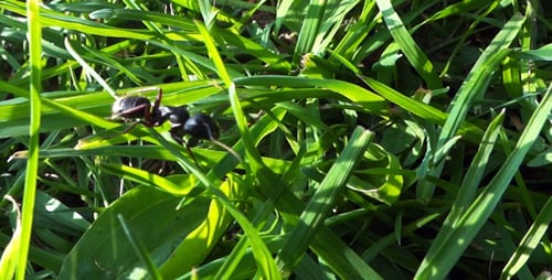 Ant Crawling Through Green Grass in Macro Shot
