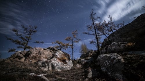 Nacht des Waldes