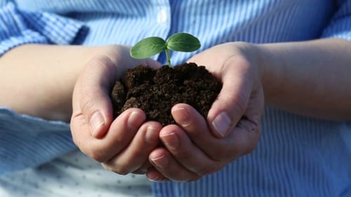 Female's Hands Holding a Small Green Sprout