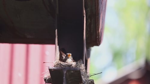 Small Bird Chick in Nest on Metal Structure