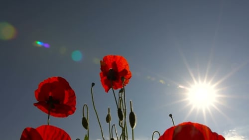 Mohnblume