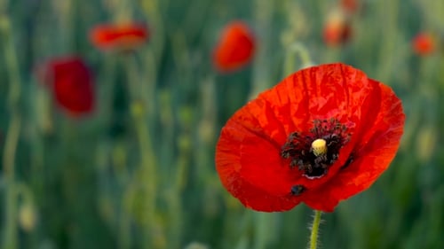 Poppy Field at Dawn