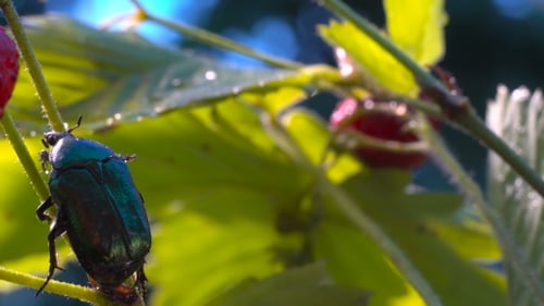 Green Beetle Crawling on Strawberry Plant