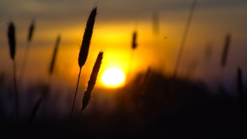 Field Sunset