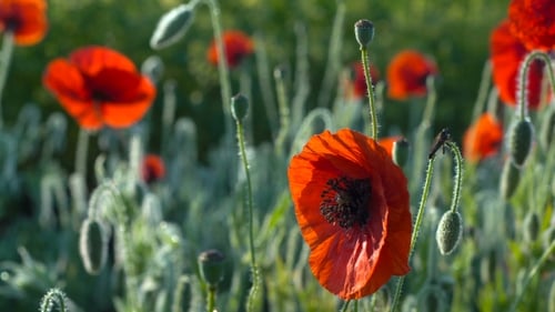Poppy Flower Field at Dawn