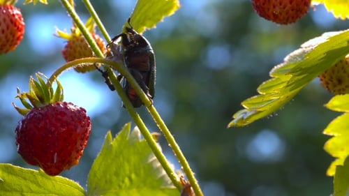 Green Beetle on Strawberry Plant with Ripe Fruit