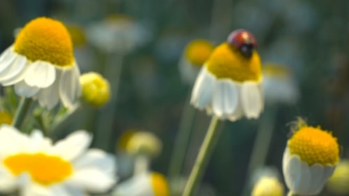 Ladybug Crawling on Blooming Daisy Flower in Field
