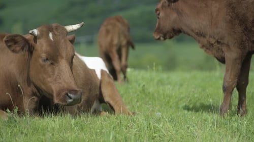 Mère Vache Et Son Veau