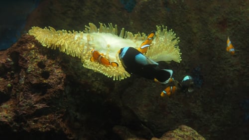 Clown Fish