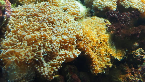 Corail