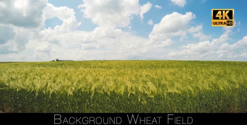 Hintergrund Weizenfeld