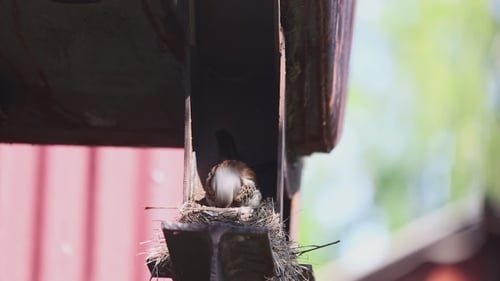 Young Bird in a Nest Opens its Mouth