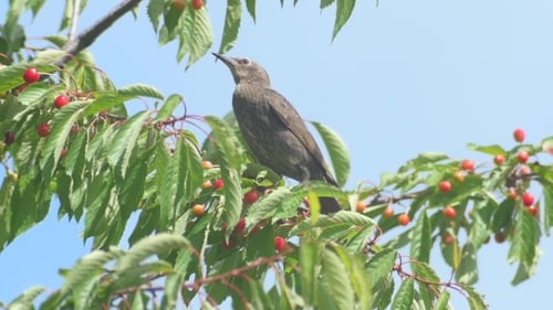 Gemeine Amsel auf den Kirschen
