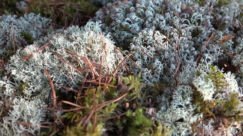 Close Up of Mossy Forest Floor