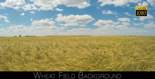 Wheat Field Background