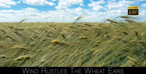 Wind raschelt Die Weizenohren
