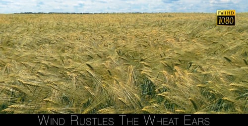 Wind Rustles The Wheat Ears 2