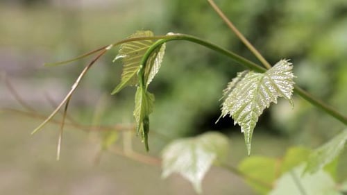 Close Up of Fresh Green Leaves on a Vine