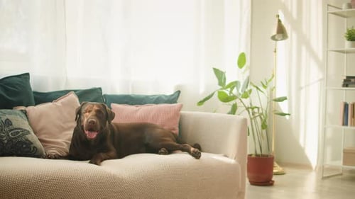 Brown Labrador Dog Relaxing Comfortably on Sofa