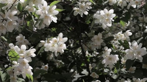 Bush of White Flowers Blooming in Springtime