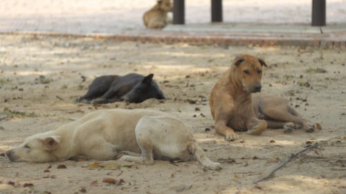 Stray Dogs
