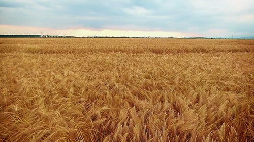 Flying Over A Field Of Wheat