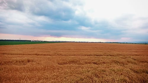 Flying Over A Field Of Wheat