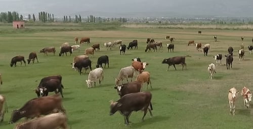 Eid al-Adha