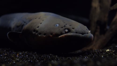Electric Eel Resting on Aquarium Floor