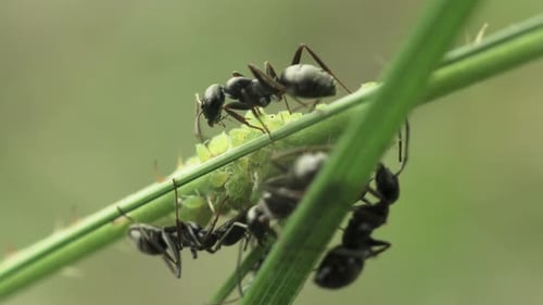 Black Ants Graze Aphids