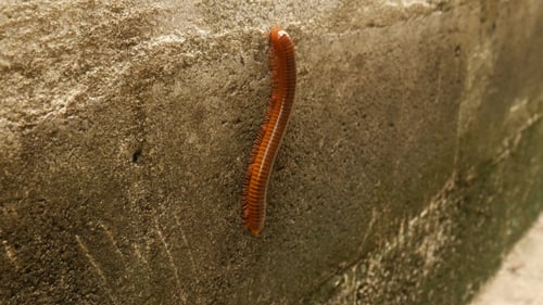 Milpiés en la pared
