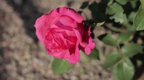Vibrant Pink Rose in Natural Light