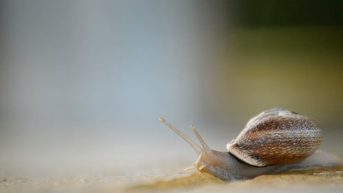 Caracol deslizándose lentamente