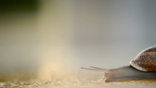 Snail Walking Slow at Sunset