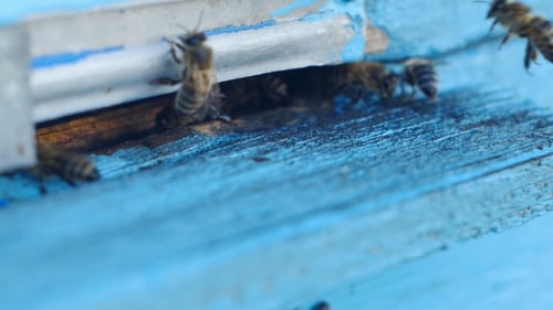 Honey Bees Swarming And Flying Around Their Beehive