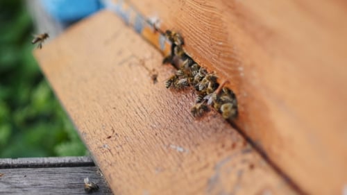 Honey Bees Swarming And Flying Around Their Beehive