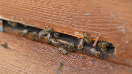 Bees Entering and Exiting Wooden Beehive Entrance