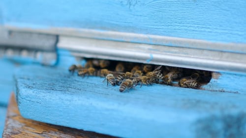 Honigbienen schwärmen und fliegen um ihren Bienenstock