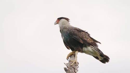 Nahaufnahme eines Wildtierprofils einer Caracara mit südlichem Haube, Caracara Plancus steht auf t