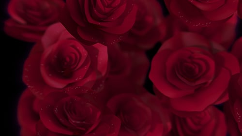 Roses Transition
